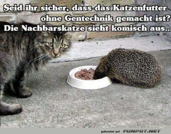 Komische Katze