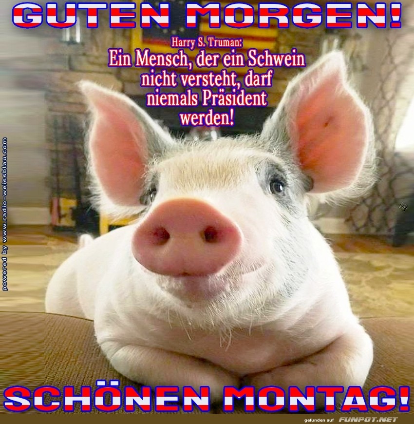 Politische Schweinerei zum Wochenstart