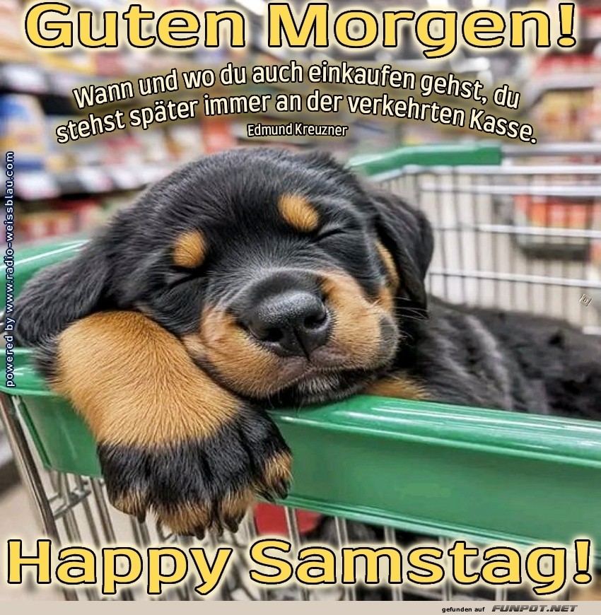 Ein Welpe schlummert im Einkaufswagenchaos!