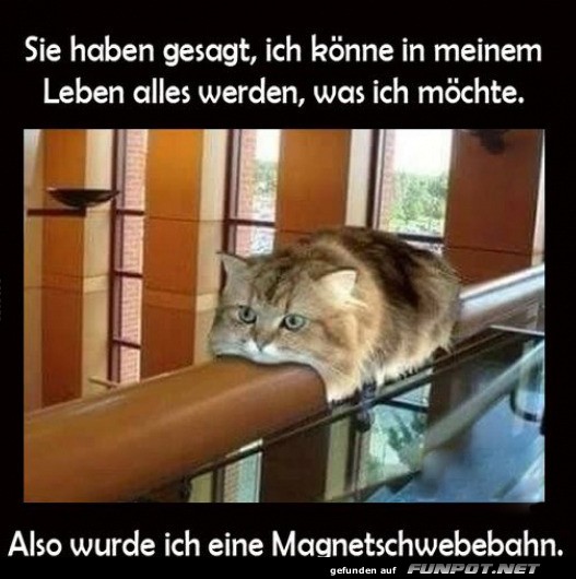 Die flauschige Magnetschwebekatze