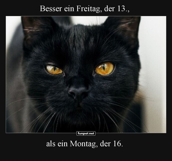 Freitag der 13.: Katze wei� Bescheid!