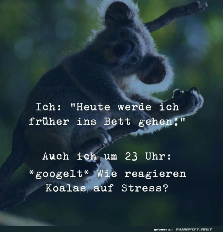 Koala-Krisenmanagement um Mitternacht