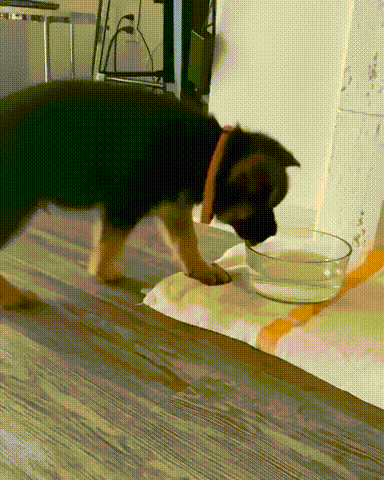 Welpe und der Wassernapf