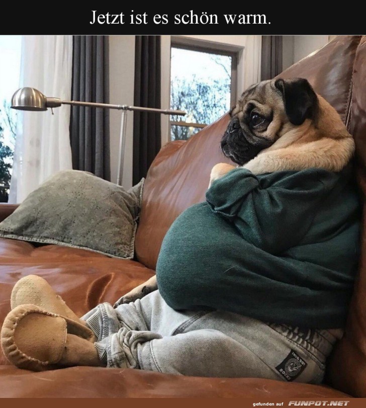 Hund mit Winterbauch: bereit f�r die Couch!