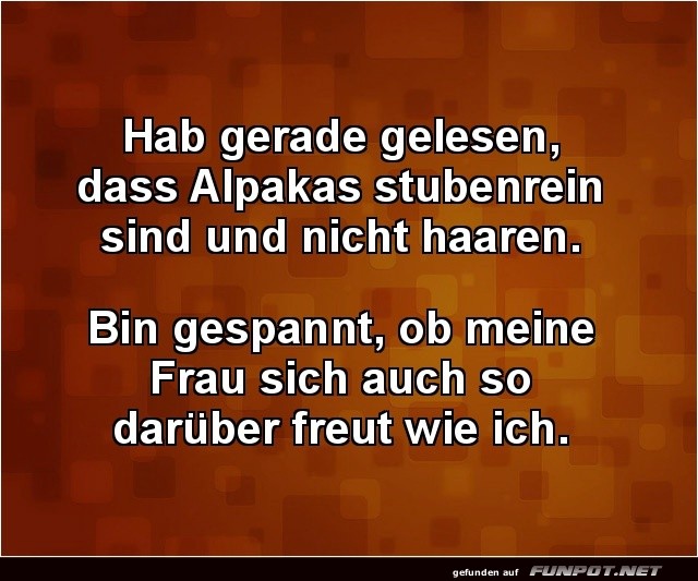 Alpaka-Haustiertr�ume in der Ehe