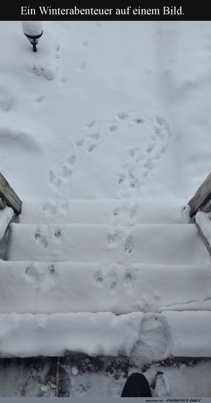 Der Schnee-Spiraltanz der Pfoten!