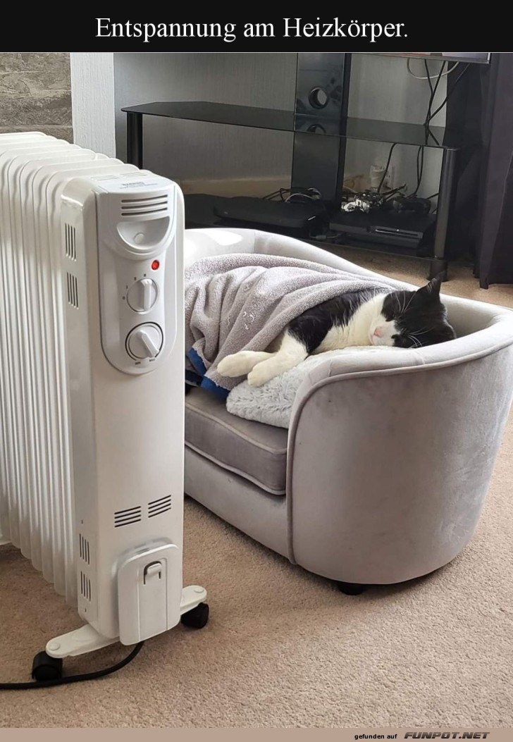 Katzen-Spa: Cozy Kuscheln deluxe!