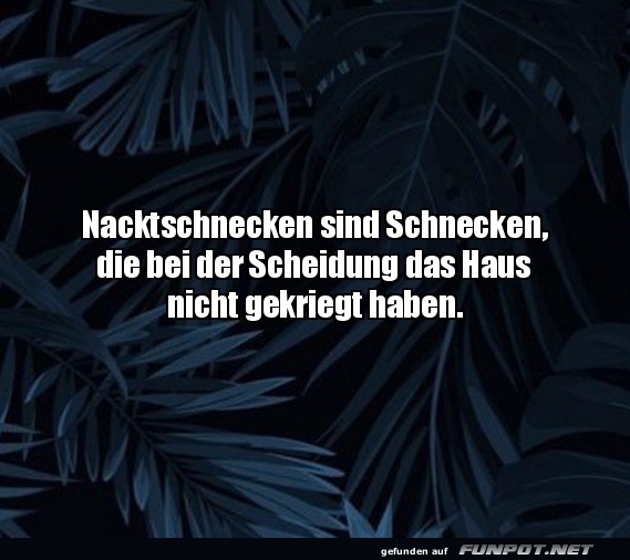 Gute Erklärung fürs fehlende Haus