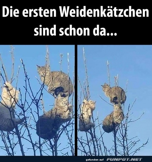 Die Weidenk�tzchen sind gelandet!