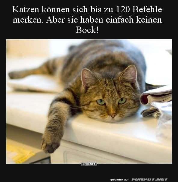 katzen können sich