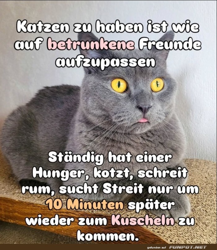 katzen zu haben