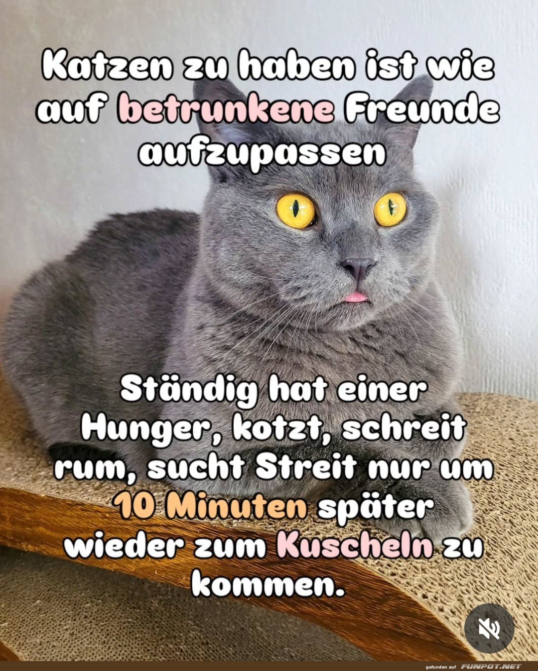 katzen zu haben