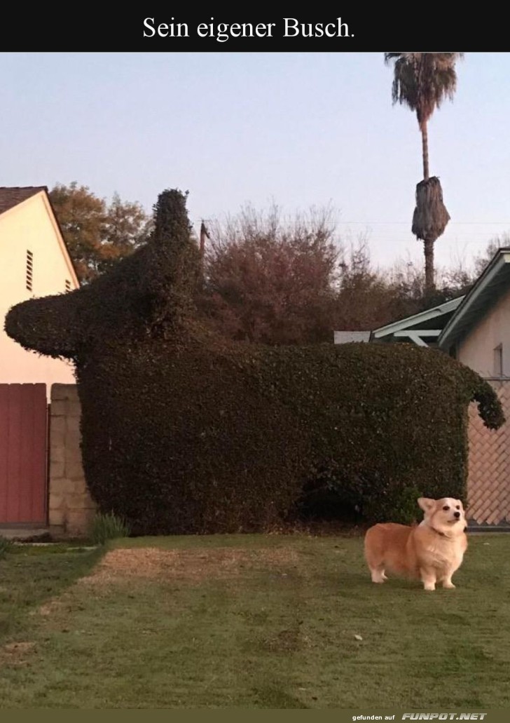 Corgi-Busch: Wenn Du und Dein Busch eins seid!