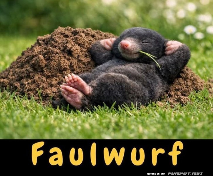 Chill mal wie ein Faulwurf!