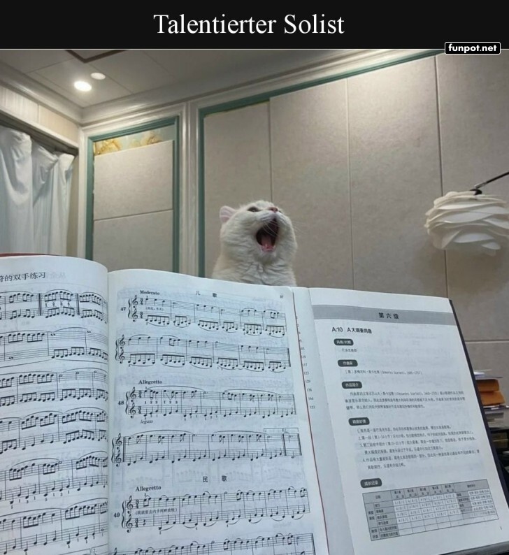 Maestro Mieze gibt ein Konzert!