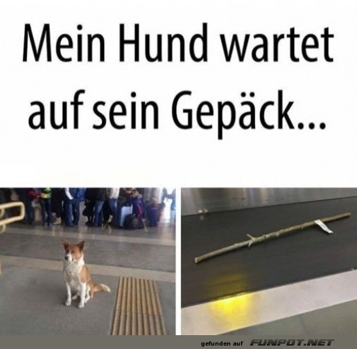Hund wartet auf sein Gep�ck