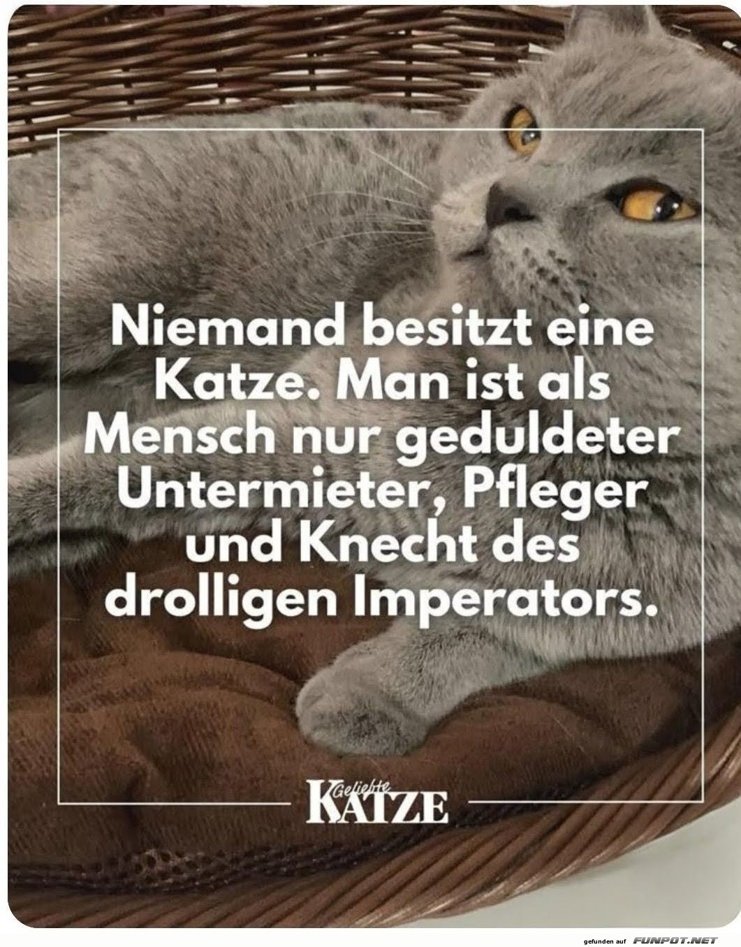NIEMAND BESITZT EINE KATZE
