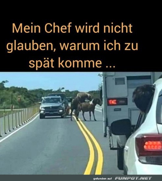 Wenn Wildschweine Verkehr regeln!