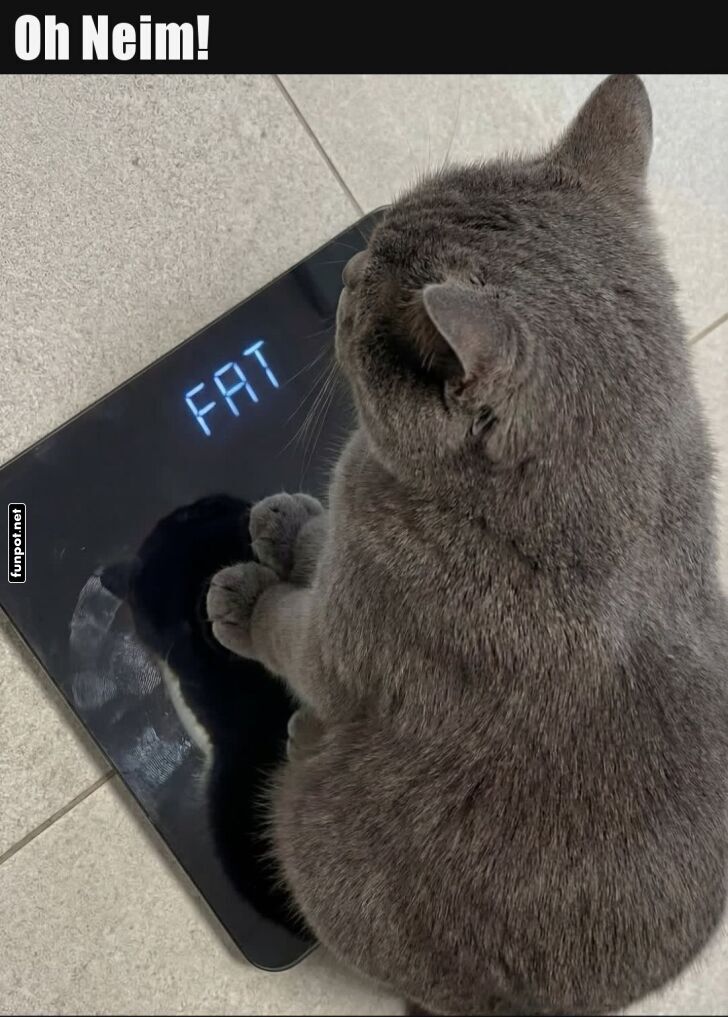 Katzen-Di�t dringend empfohlen!