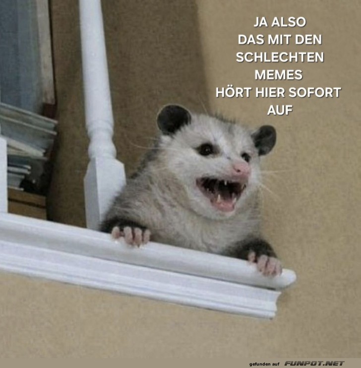 Opossum-Alarm wegen schlechten Memes!