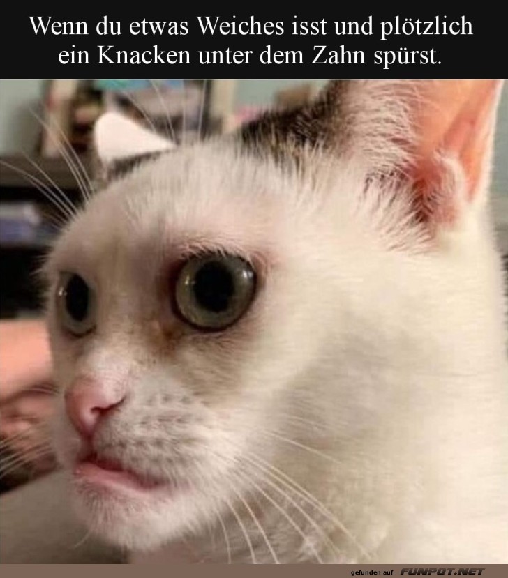 Katzenkrise: Knack-Effekt im Katzenfutter?