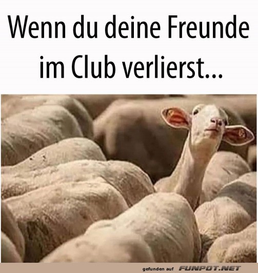 Wo sind die Party-Schafe?