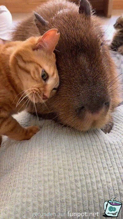 Katze liebt das Capybara