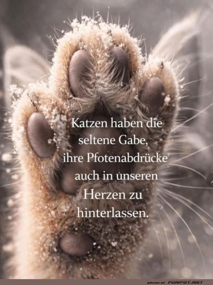 Pfoten, die Herzen erobern