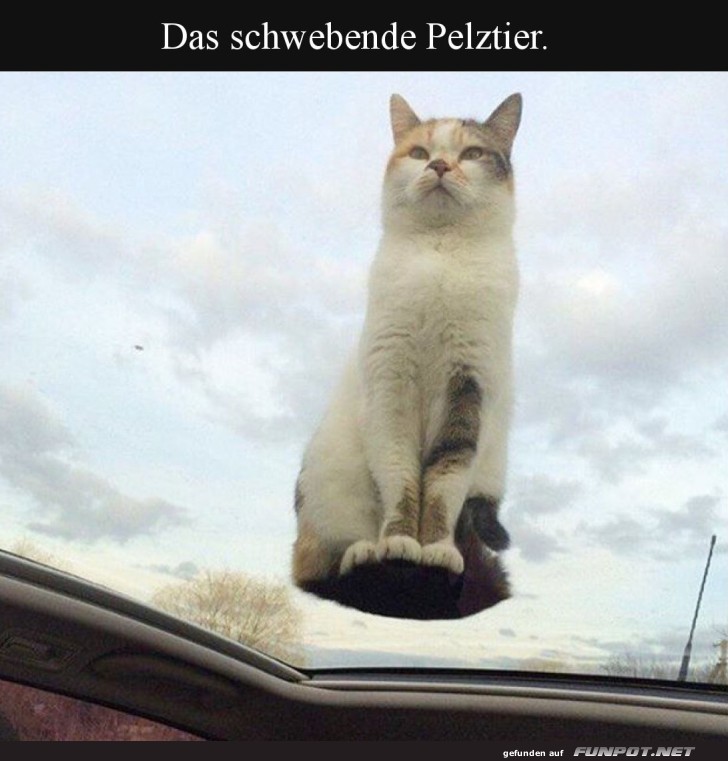 Fliegende Katze auf Durchreise!