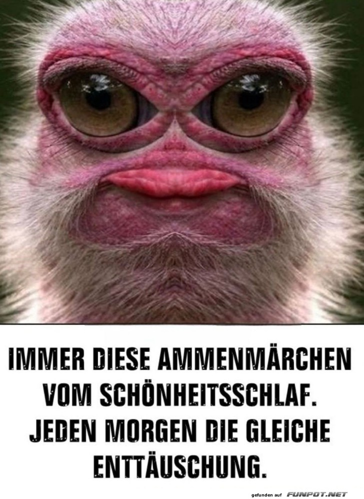 Morgenfrust und M�rchen