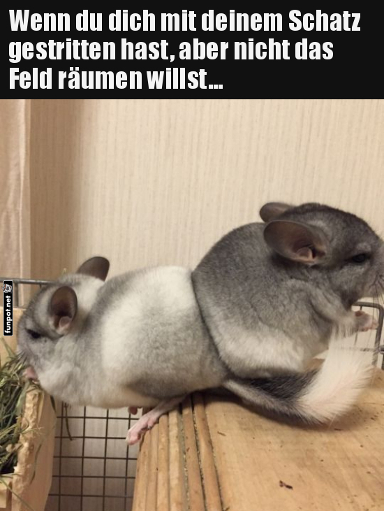 Wenn Chinchillas Streit haben