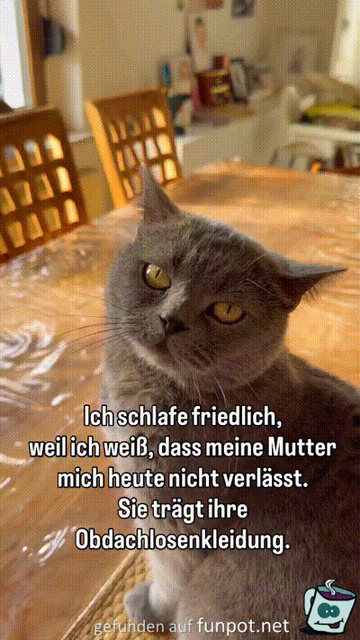 Katze ist beruhigt Katze ist beruhigt