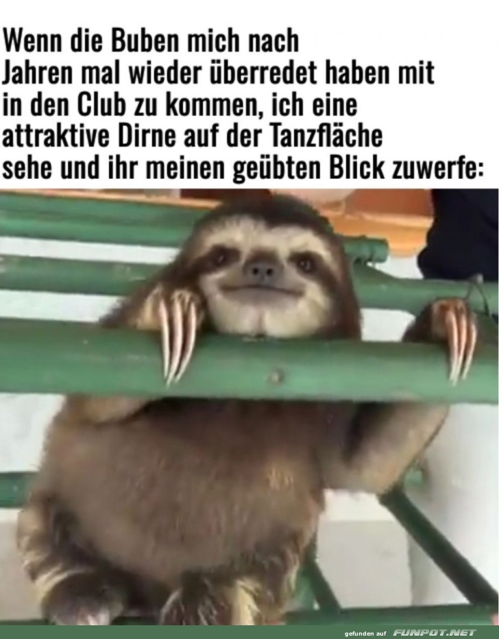 Faultier flirtet im Club