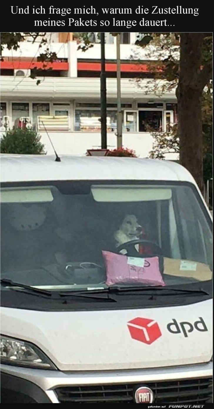 Hund am Steuer: Paketlieferung der anderen Art