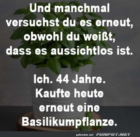 Basilikum: Der gr�ne Lebensmut