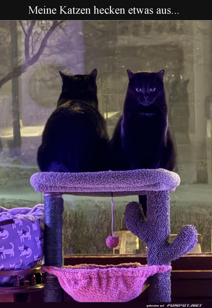 Zwei flauschige Masterminds in Aktion!