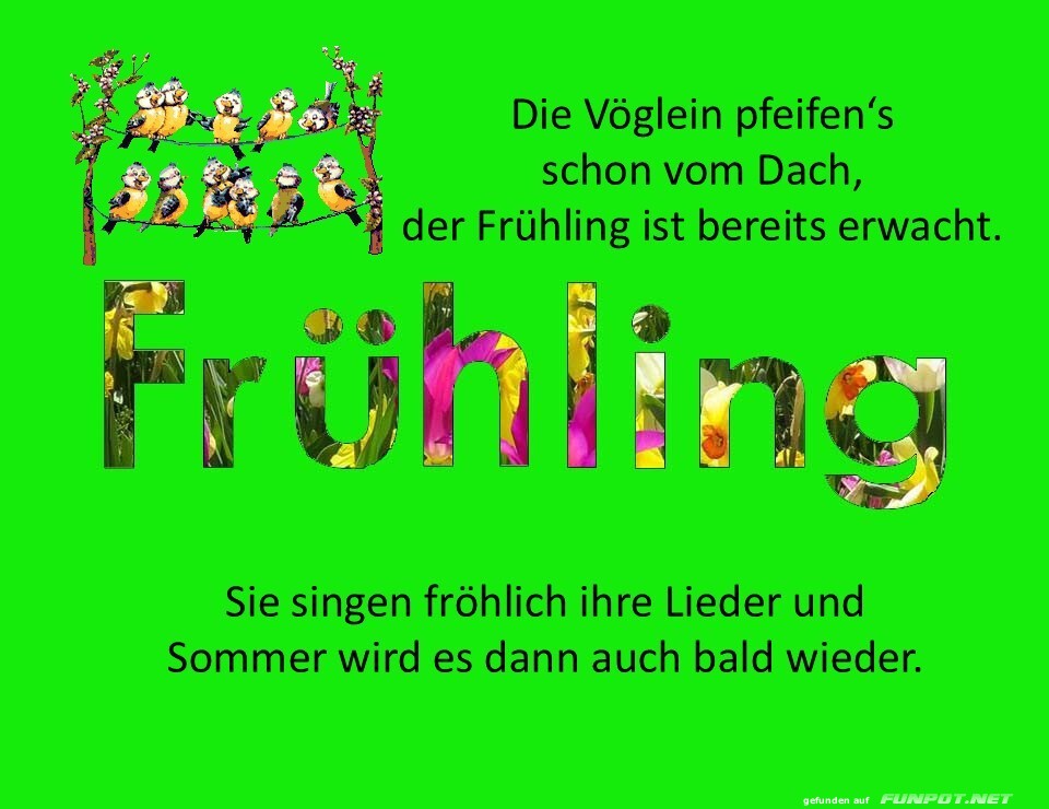 Vogelparty auf dem Frühlingsdach!