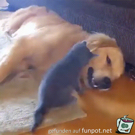 Kätzchen und Hund haben Spaß Kätzchen und Hund haben Spaß