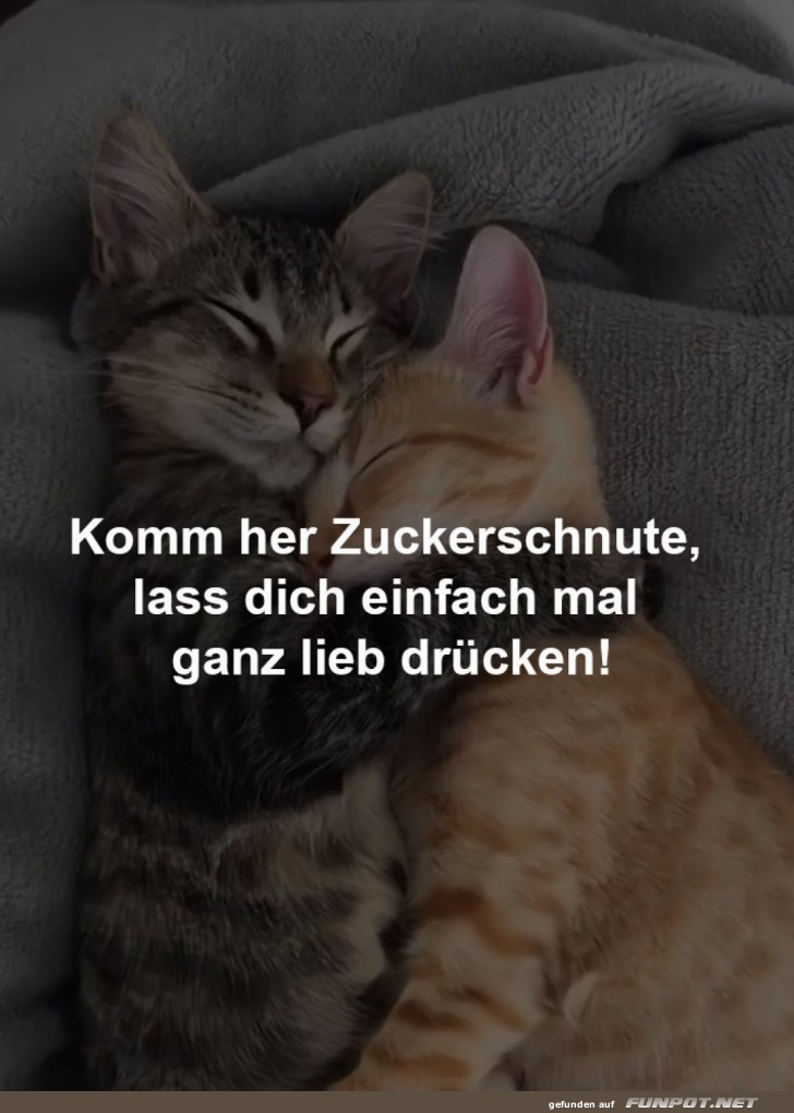Katzenkuscheln: Die s��este Umarmung des Tages