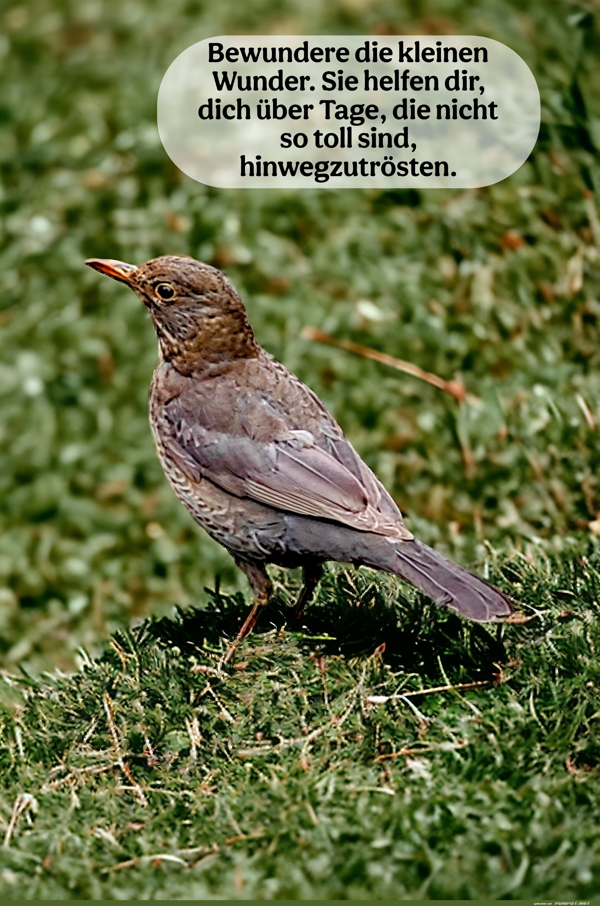 bewundere die kleinen wunder