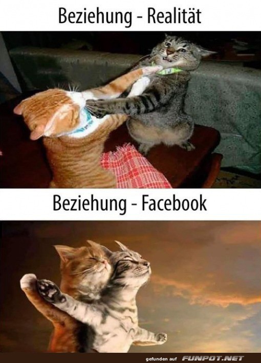 Katzen-Titanic mit Faustkampf