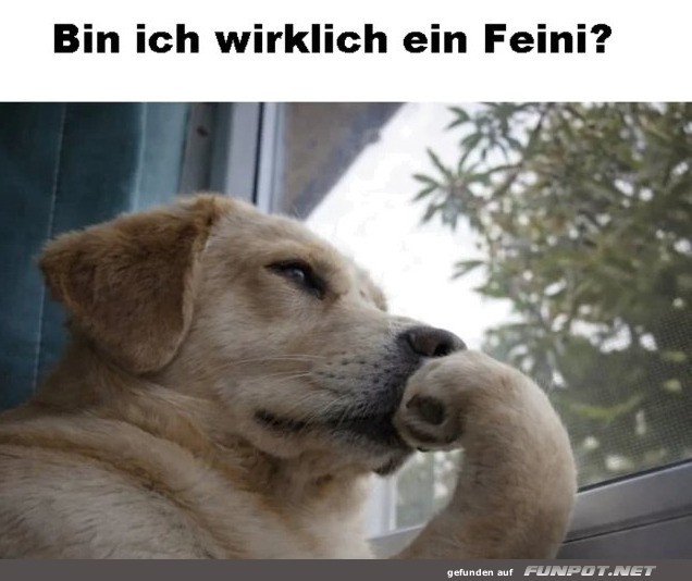 Philosophischer Hund denkt �ber Feini-Dasein nach