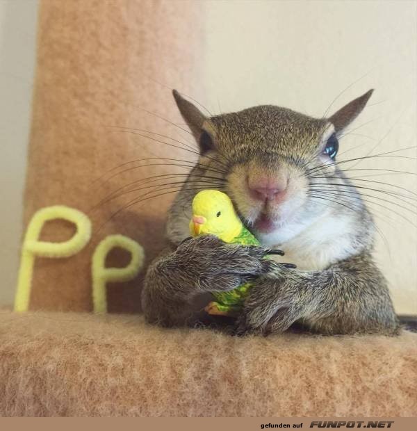 Wenn das Eichh�rnchen den Piepmatz umarmt