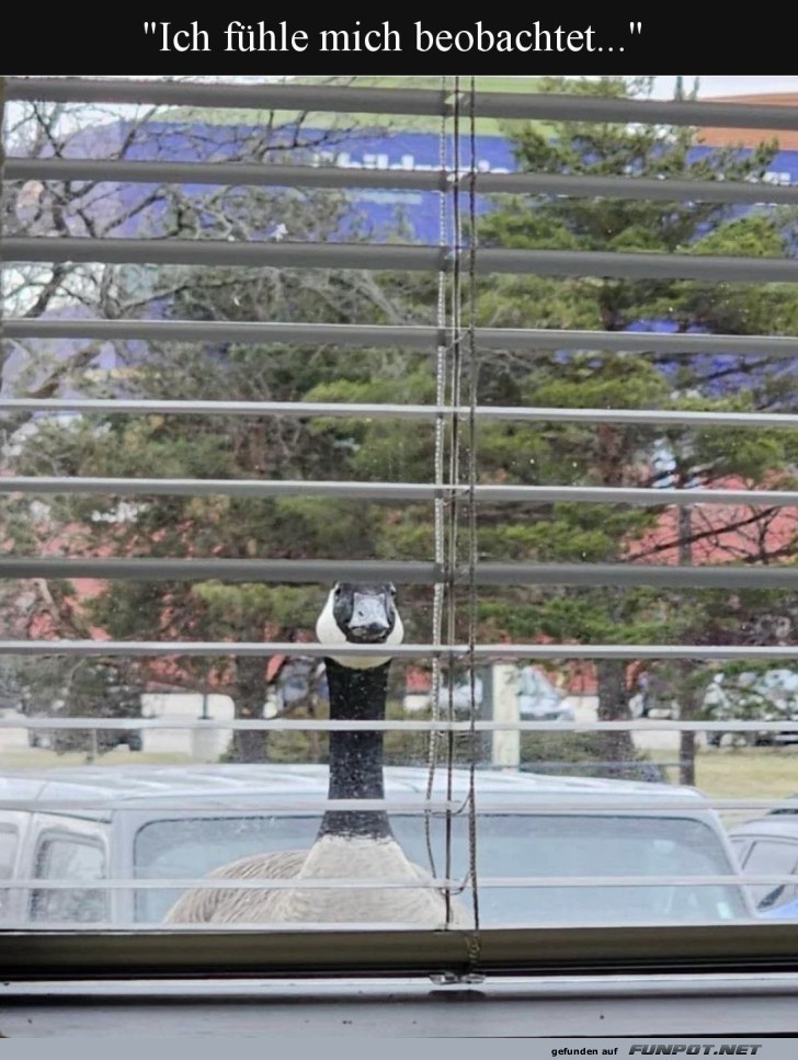 Gans im B�ro: Neue Sicherheitschefin!