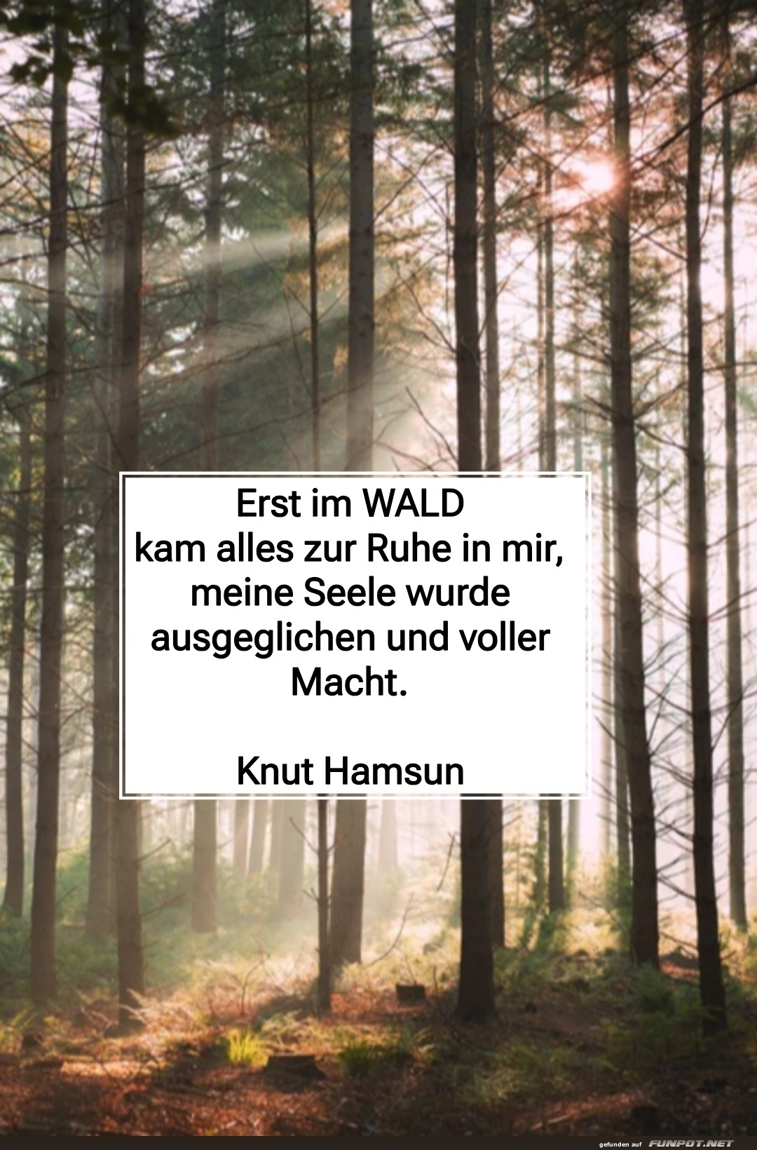 erst im wald