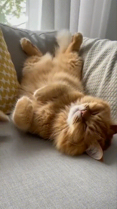 S��es K�tzchen