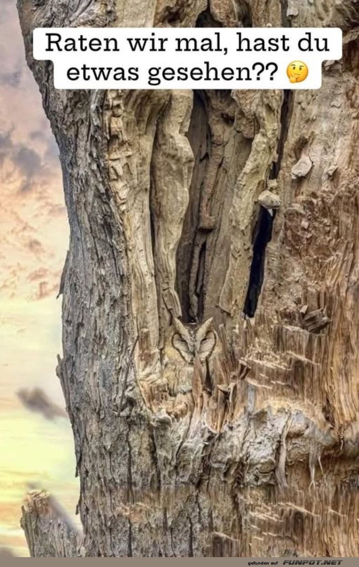 Baumkunst oder Naturt�uschung?