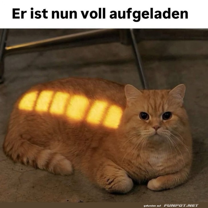 Ladekatze auf 100% geladen!