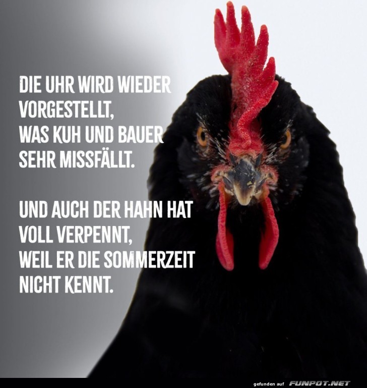 Der Hahn, der die Zeitumstellung verschlief!