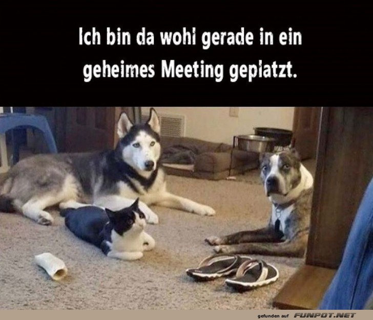 Wenn Hunde und Katzen geheim tagen